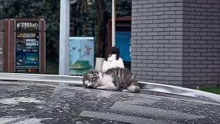 the sick kitten lay weakly on the car roof people came and went but no one stopped to help him