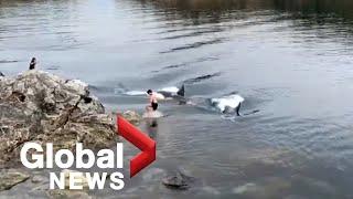 Pod of orcas surprise swimmers off BC coast, video shows