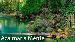 Alívio para o Stress e Ansiedade - Relaxar com Música e Sons da Natureza - Meditação para Acalmar