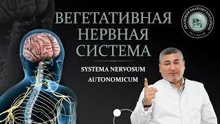 Вегетативная нервная система. Симпатическая и парасимпатическая части