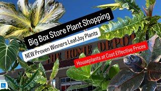 Big Box Store Plant Shopping New Proven Winner Leafjoy Houseplants Home Depot Spring 2025 Plant Find