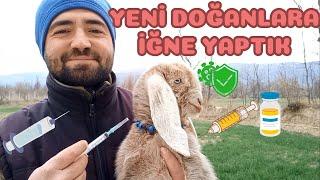 OĞLAKLARIMIZA İĞNE VURDUK !! | Küçükbaş Aşılama | Oğlak Kuzu Aşılama