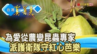 被“昆蟲”守護的“無毒”芭樂｜芭樂巴巴巴｜【台灣真善美】2025.03.30