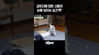 어느새 일상에 스며든 강아지 뚜이