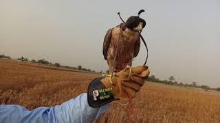 Pakistan Falconry and Nature