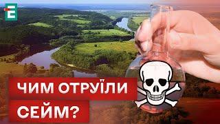  «ЧЕРНЫЙ» СЕЙМ: ТОННЫ ДОХЛОЙ РЫБЫ, СТРАННЫЙ НАЛЕТ И ОСАДОК - ЕСТЬ ЛИ УГРОЗА ДЛЯ ЛЮДЕЙ?