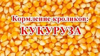 Кормление кроликов: КУКУРУЗА