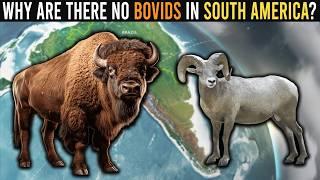 Why Are There No Bovids In South America?