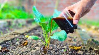 10 Millions of Microbes in Just One Drop, This Black Liquid Better than All Expensive Fertilizer