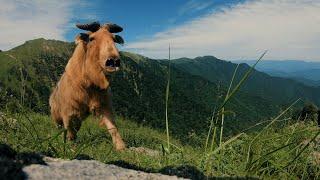 CGTN Nature: Qinling Mountains Series | Episode 5: The Golden Takin