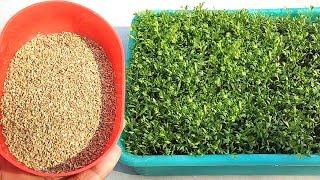 So easy ! Grow ajwain / Joan faster from seeds | Grow plants at home