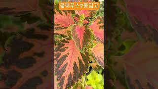 #은혜화훼판매장 #콜레우스