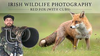 Irish Wildlife Photography - Red Fox & Cubs (Nikon Z6II) - Sigma 150 - 600mm (C)