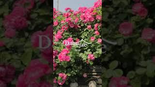 [북촌집] 북촌 한옥스튜디오 오직, 다온재