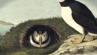 Atlantic Puffin by John James Audubon