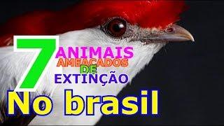 TOP 7 ANIMAIS AMEAÇADOS DE EXTINÇÃO NO BRASIL