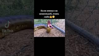 #Анаконда #ужасний фильм #страшно
