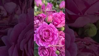 Роза МИНЕРВА. #иринанаумова #rose #розы #розывсаду #розыиринынаумовой #розаминерва #розыирины #розы