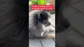 Постоянно занят #юмор#приколы#pets