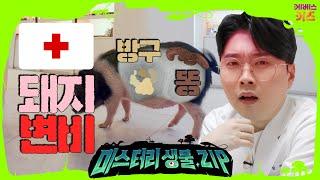 돼지 배 속에 방구랑 똥이 가득 있어요!!ㅣ미니피그 2탄ㅣ애완 돼지ㅣ미스터리생물집ㅣ꾹tvㅣKBS 220127 방송