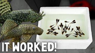 BREEDING Bristlenose Plecos - Easy Method!