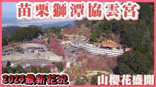 2023 苗栗獅潭協雲宮櫻花滿開中 I 3000株的山櫻花綻放 I 最新花況分享 I 最佳觀賞期在元宵節2/5左右 I 空拍美麗的山櫻花海