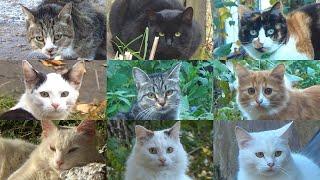 Йошкар-Олинские коты и кошки | Часть 1