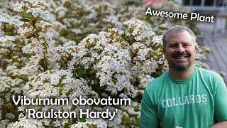 Viburnum obovatum 'Raulston Hardy'