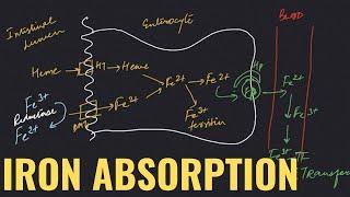 Absorption of iron - Detailed overview