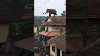 An elephant climbed onto the roof of the house #animals #shorts