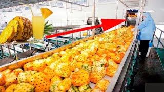 How Pineapple Juice is Produced In Modern Factory