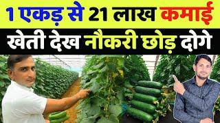 खीरा की खेती कब और कैसे करें | khira ki kheti kab kare | polyhouse farming in india