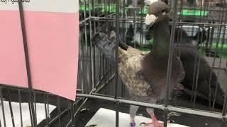 German Beauty Homers on display at Central Jersey Variety Pigeon Club Show