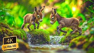 Lovely Cute Animals 4K ~ Relaxing Music That Instant Relief from Stress and Anxiety