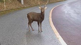 【独自】 “沖縄本島にいないはずのシカ”徹底追跡　「5頭飼っていた」と取材に答えた施設「2頭だった、去年死んだ」と訂正…深まる謎　繁殖すれば固有種豊かな「やんばるの森」に危機