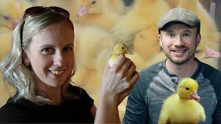 Raising Pekin Ducklings