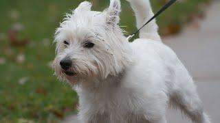 The Adorable West Highland White Terrier and Westie Mix Breeds: A Comparison