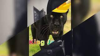 KING JAGUAR  BALANKHI ALO GUÉGUÉ  official audio.mp3