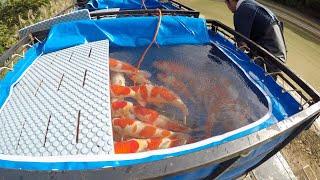 KOI FISH HARVEST (TATEGOI NISAI) - MARUDO KOI FARM JAPAN