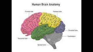 Parts of the Brain  - Part-2 | ICSE Class 5 | Science