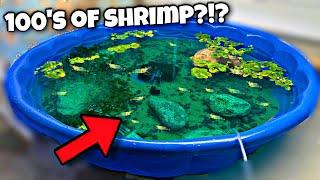 Breeding 100's Of Shrimp In Pool Pond! (Ghost Shrimp)