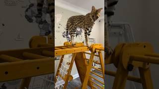 Serval Climbed High #serval #servalcats #shorts