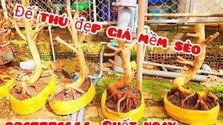 Phôi mai giảo bonsai đế thú giá mềm sèo 8/11 #aTú0917771666 |MaivàngThanhTâm