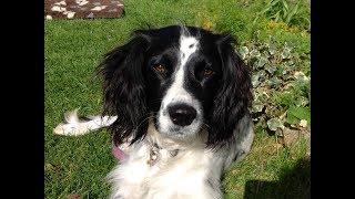 Life The Basic Manual Dogs - Channel Introduction