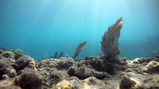 Kayak Free Diving Sombrero Reef - The Florida Keys