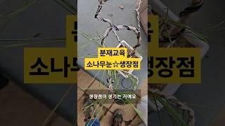 소나무 분재 기초 교육 #분재교육 #분재기초