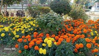Dimpi maina Hazarika is live