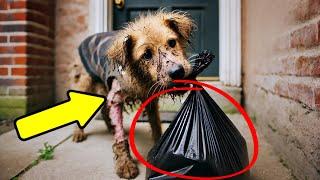 Stray Dog Brings Mysterious Object To Doorstep, Vet Examines It And Freaks Out!