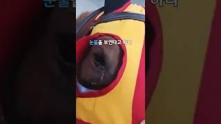 펑펑 우는 말