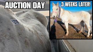 Auction horse gets rescued~she looks so much better now!